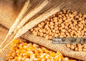 FG Okays 50% reduction in Agricultural input costs for dry season farming