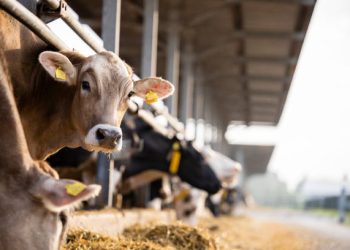 Criticism as Malawians sent to work on Israel farms