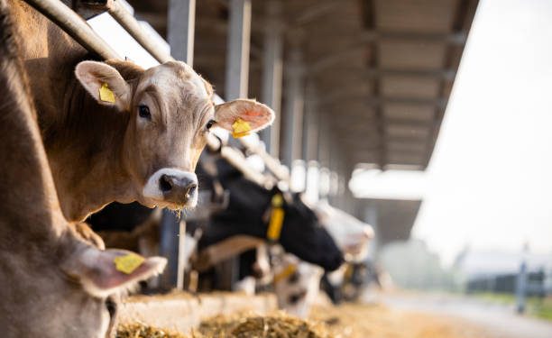 Criticism as Malawians sent to work on Israel farms