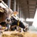 Criticism as Malawians sent to work on Israel farms