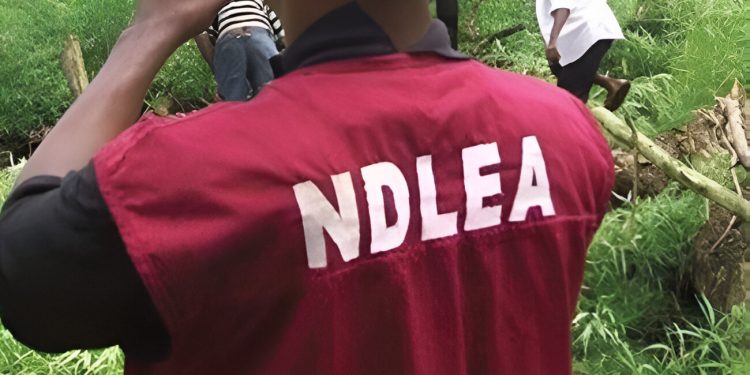 NDLEA