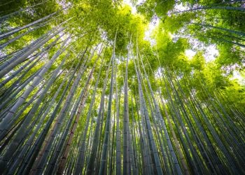 FG calls for intensive cultivation of bamboo to combat climate change
