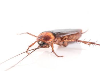Japanese man sets house on fire while trying to kill cockroach