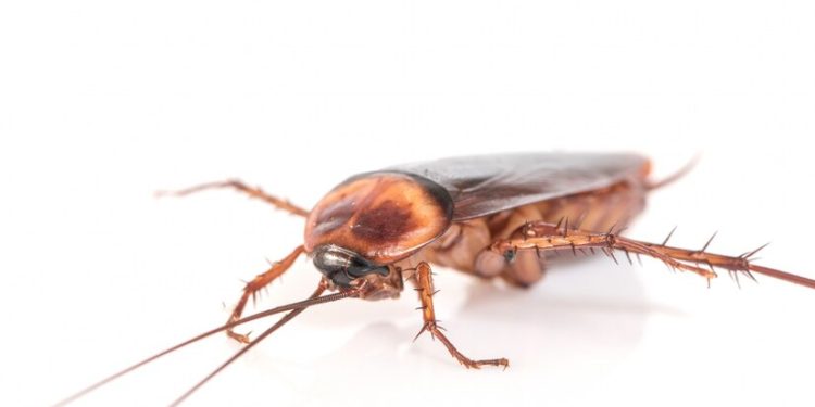 Japanese man sets house on fire while trying to kill cockroach
