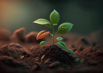 Over N150 million lost to land grabbing —FECA