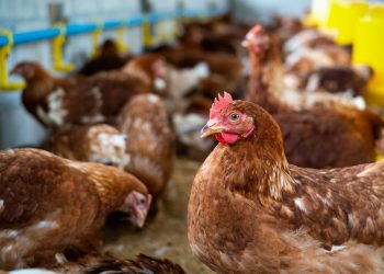 Cost of birds: PAN recommends more hatcheries in geopolitical zones