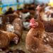Cost of birds: PAN recommends more hatcheries in geopolitical zones
