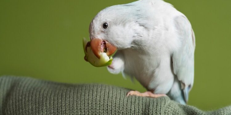 Cambodia reports first human case of bird flu in 2024