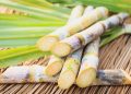 Sugar cane plant abundant in Nigeria
