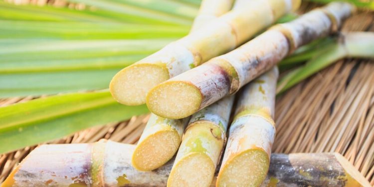 Sugar cane