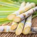 Sugar cane
