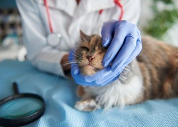 Veterinary council decries exclusion from 2024 budget