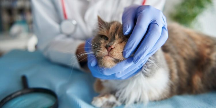 Veterinary council decries exclusion from 2024 budget