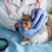Veterinary council decries exclusion from 2024 budget