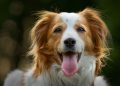 South Korea to stop consumption of dog meat