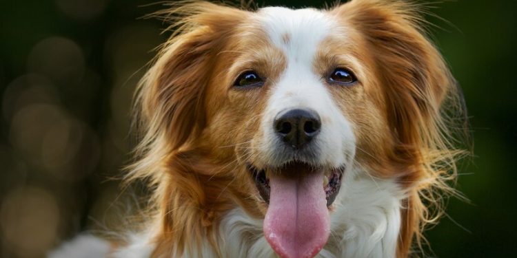 South Korea to stop consumption of dog meat