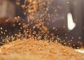 GRAINS