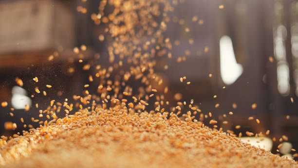 GRAINS