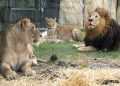 Hungry lion kills OAU staff while feeding animals in Ile-Ife