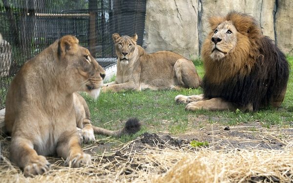 Hungry lion kills OAU staff while feeding animals in Ile-Ife