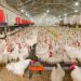 Chicken Coop