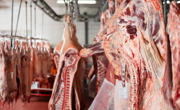 Raw butchered carcasses of cows, pigs and lambs hanging on hooks in cold storage of meat processing factory or slaughterhouse