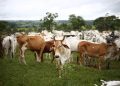 Free-roaming cattle is a common feature on Nigerian roads