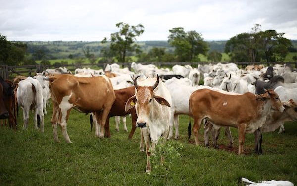 Police arrest man over kidnapping, recover 55 cows in Kano