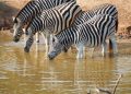 EU invests €1.5m in wildlife conservation in Cross River