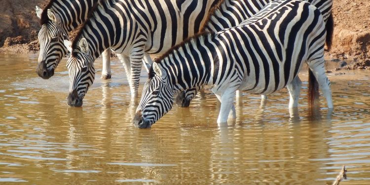 EU invests €1.5m in wildlife conservation in Cross River