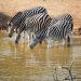 EU invests €1.5m in wildlife conservation in Cross River