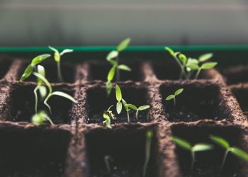 Scientists explore benefits of plants for climate change mitigation