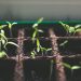 Scientists explore benefits of plants for climate change mitigation