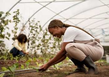 Adamawa Govt. approves N500m for agricultural inputs