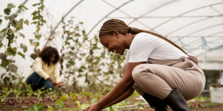 Adamawa Govt. approves N500m for agricultural inputs