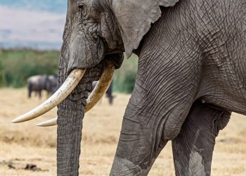 NCS intercepts 52 elephant tusks worth N300m in Cross River