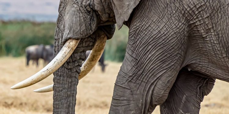 NCS intercepts 52 elephant tusks worth N300m in Cross River