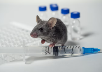 Delta state confirms four cases of Lassa fever