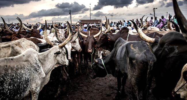 Yobe partners with Trans Sahara Consortium to boost livestock production
