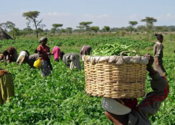 We are working to make Kwara food hub of Nigeria – Commissioner