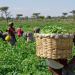 We are working to make Kwara food hub of Nigeria – Commissioner