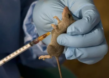 NCDC reports alarming rise in Lassa Fever cases: 20 Fatalities in one week