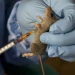 NCDC reports alarming rise in Lassa Fever cases: 20 Fatalities in one week