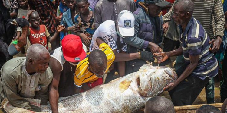 Photo news: Taraba’s Nwonyo fishing festival in display
