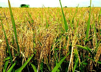 Gov. Bassey inaugurates 50,000-hectare rice farm in Cross River State