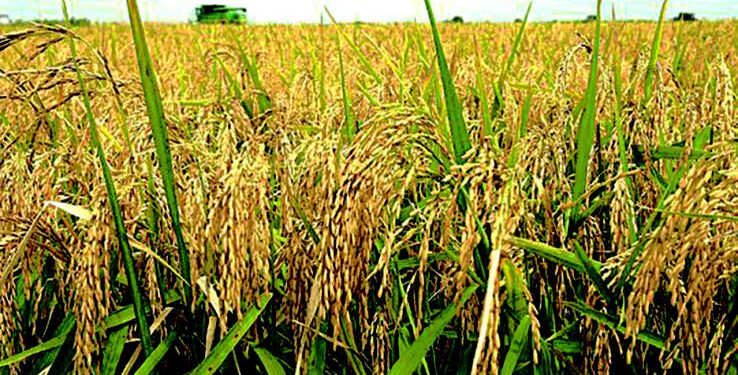 Gov. Bassey inaugurates 50,000-hectare rice farm in Cross River State