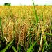 Gov. Bassey inaugurates 50,000-hectare rice farm in Cross River State