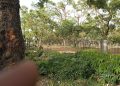 Hospital plants 1,000 trees in Kaduna state