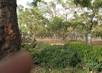 Hospital plants 1,000 trees in Kaduna state