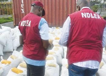 NDLEA uncovers snake-guarded shrine storing illicit drugs in Edo State